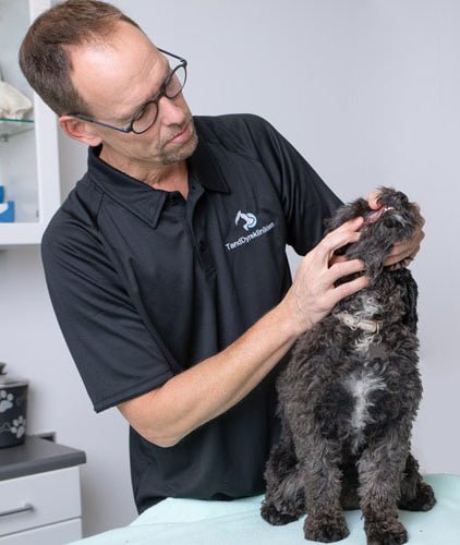 God ergonomi på dyreklinikker og dyrehospitaler - Dynamostol